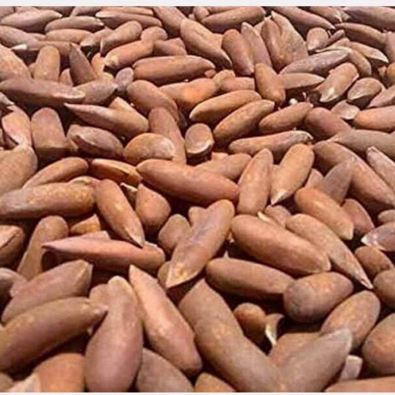 Pine Nuts with shelled /Chelghoza Freshly Roasted